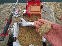 【田ノ浦】でグレ湧いてます！