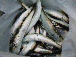 兵庫突堤 今朝もカタクチ絶好調