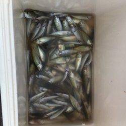 はい、来ました!加太でアオリイカ!2日RT