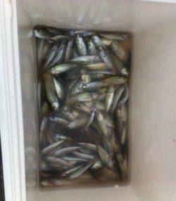 はい、来ました!加太でアオリイカ!2日RT