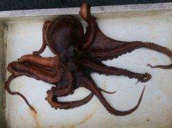 【スルメラッシュ突入！】タコも！ムコイチ