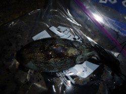 夜の兵突タチウオもコウイカも！