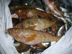 兵突、ワクワクの夜釣り！