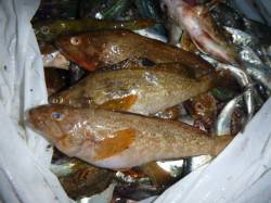 兵突、ワクワクの夜釣り！