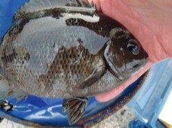 【大物・小物】南芦屋浜リアルタイム