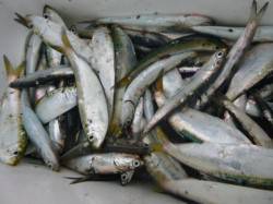 朝の兵突楽しいサビキ釣り！ 