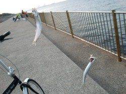 【サビキでイワシ～♪】南芦屋浜リアルタイム