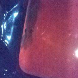 兵庫突堤で夜釣り　【スルメイカ狙い】