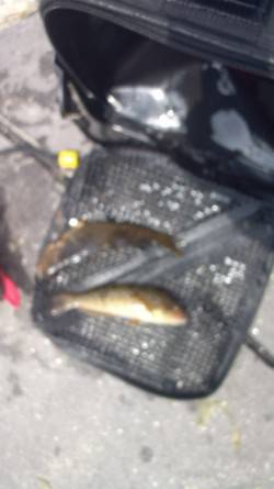 兵庫突堤で夜釣り　【スルメイカ狙い】