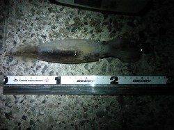 アジュール舞子～西舞子　テーラーの引き釣りでスルメイカ3バイ