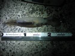 アジュール舞子～西舞子　テーラーの引き釣り…