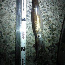 アジュール舞子～西舞子　テーラーの引き釣りでスルメイカ3バイ