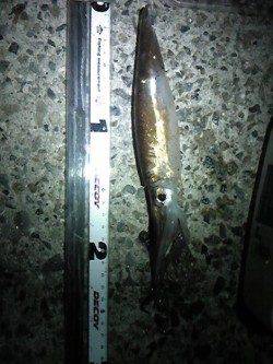 アジュール舞子～西舞子　テーラーの引き釣りでスルメイカ3バイ