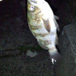 伊根　メバリングでメバル4匹の他、ガシラ・ソイの釣果