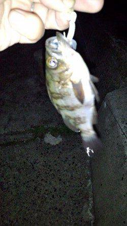 伊根　メバリングでメバル4匹の他、ガシラ・ソイの釣果