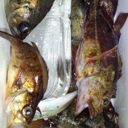 伊根　メバリングでメバル4匹の他、ガシラ・ソイの釣果