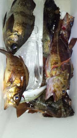 伊根　メバリングでメバル4匹の他、ガシラ・…