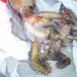 音海〜由良川向きにラン＆ガンするも…小橋でのエギング