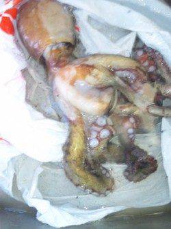 音海〜由良川向きにラン＆ガンするも…小橋でのエギング