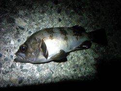 アジュール舞子～西舞子、19cmのメバルの釣果