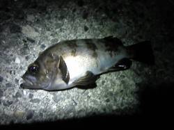 アジュール舞子～西舞子、19cmのメバルの…