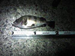 アジュール舞子～西舞子、19cmのメバルの釣果