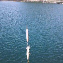 和田海水浴場の波止から投げ釣りでキスなどの釣果