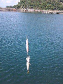 和田海水浴場の波止から投げ釣りでキスなどの釣果