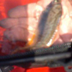 兵庫突堤　ウキ釣りに挑戦もヒイラギ…　サビキの豆アジが無難か