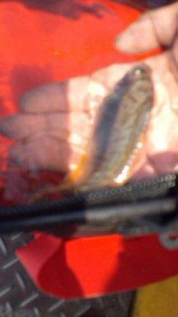 兵庫突堤　ウキ釣りに挑戦もヒイラギ…　サビキの豆アジが無難か