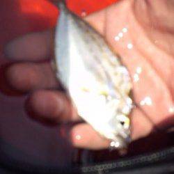 兵庫突堤　ウキ釣りに挑戦もヒイラギ…　サビキの豆アジが無難か