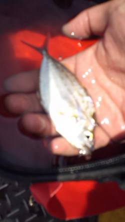 兵庫突堤　ウキ釣りに挑戦もヒイラギ…　サビ…