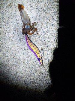 伊根エリア仕事終わりにエギング、シロイカの釣果