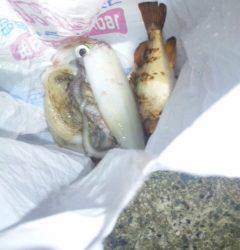 伊根エリア仕事終わりにエギング、シロイカの釣果