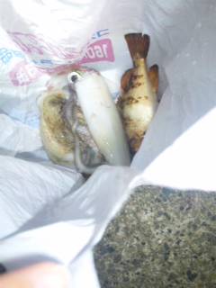 伊根エリア仕事終わりにエギング、シロイカの…