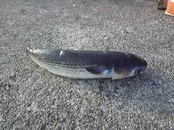 武庫川尻一文字　ショアジギングでツバス・サ…