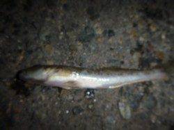 兵突のエンジョイな釣り！