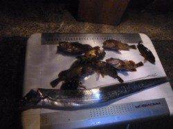 夜の兵庫突堤ＲＴ