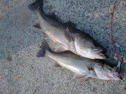 【今日も大型でました】南芦屋浜リアルタイム