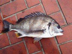 ◇今日もサビキが良い感じ◇泉大津RT 5日