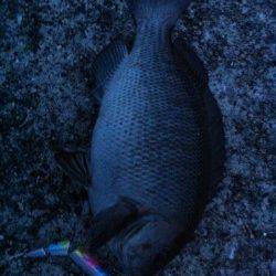 神戸沖堤シーバス釣果(神戸渡船)