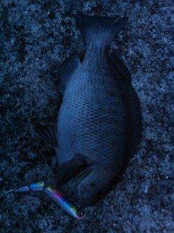 神戸沖堤シーバス釣果(神戸渡船)