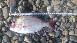 煙樹ヶ浜　投げ釣りでチャリコ22cm☆　イシゴカイならキスの期待も