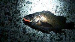 貝塚　メバリングでメバル＆アジ狙い☆