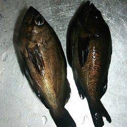 貝塚　メバリングでメバル＆アジ狙い☆