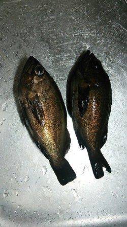 貝塚　メバリングでメバル＆アジ狙い☆