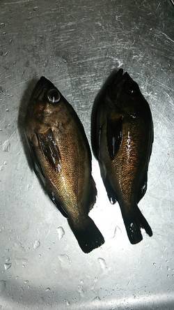 貝塚　メバリングでメバル＆アジ狙い☆