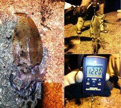 津居山港でエギング、コウイカＧＥＴ！