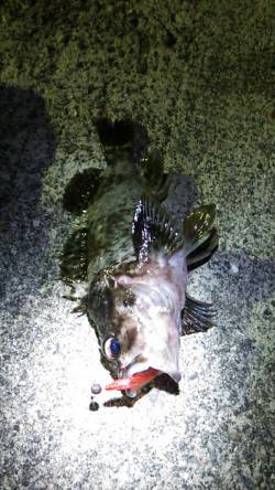 樽井　メバルングで〜19cm20匹　他ガシ…