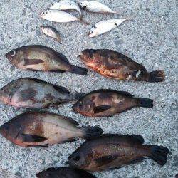 樽井　メバルングで〜19cm20匹　他ガシラ、タケノコメバル、豆アジ☆